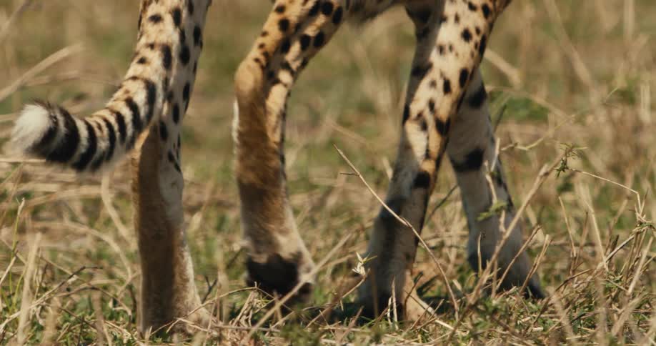 A cheetah walks through the grass