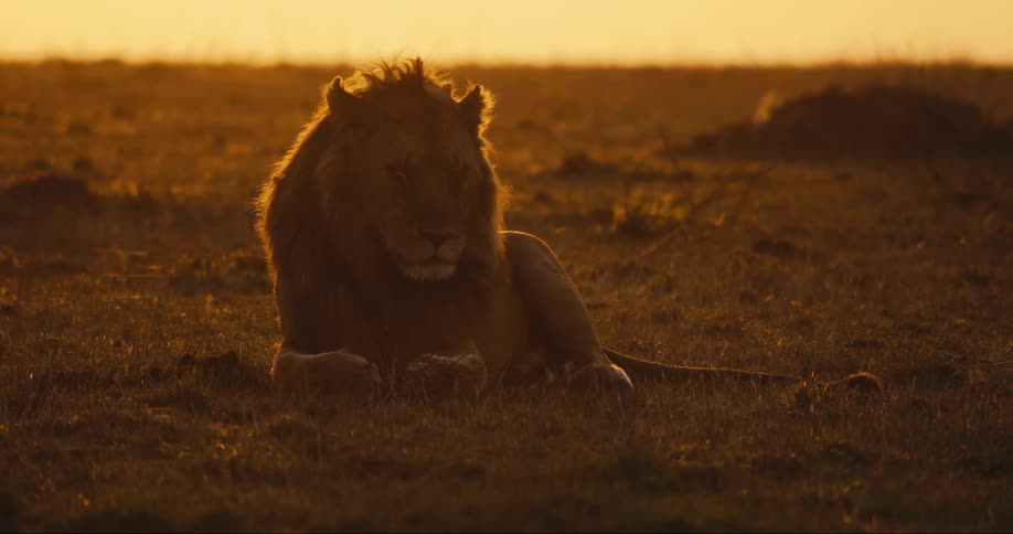 A large male lion with a thick mane sits in a field at sunset