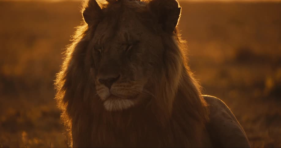 Face of a lion lying in the jungle with a golden sun reflection