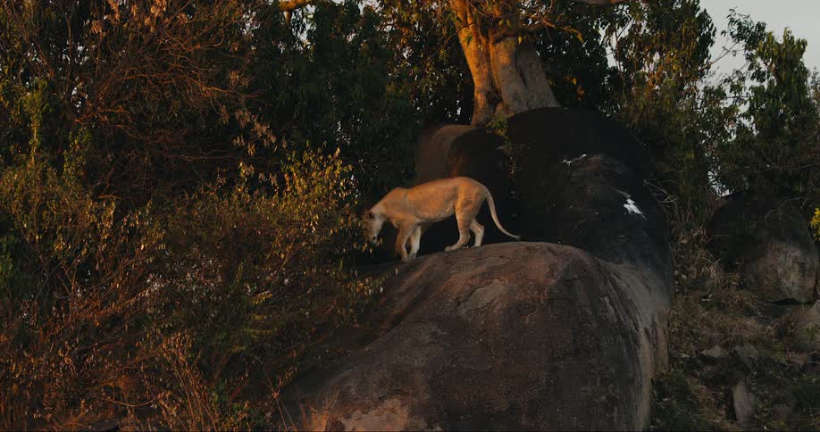Lioness climbing down a rock in the jungle
