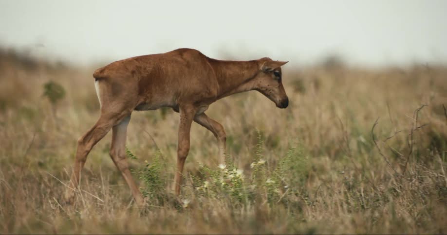 Baby antelope walking through dry grass in the jungle