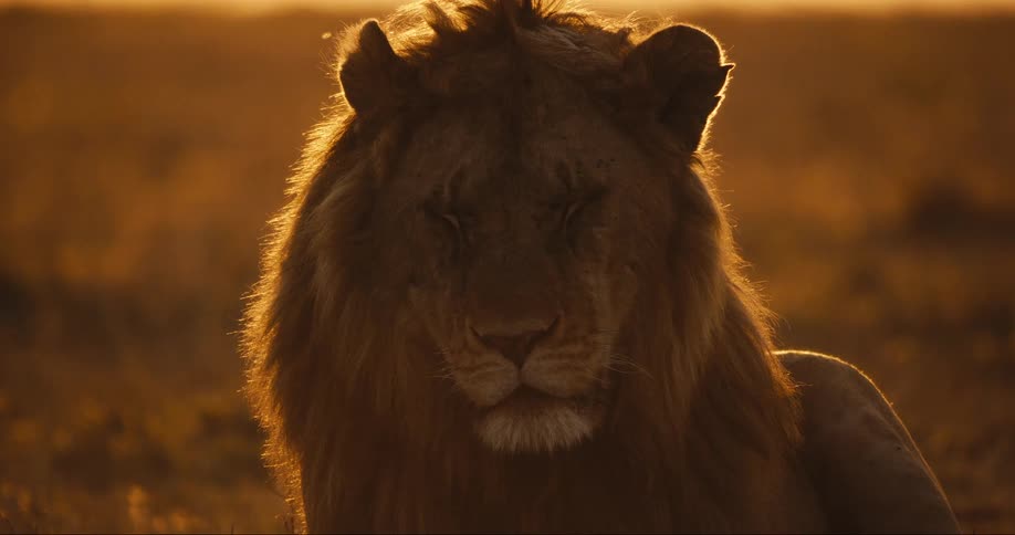 A majestic lion sits in golden sunlight exuding strength and elegance