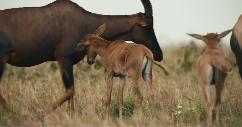 A clip of deer in the jungle