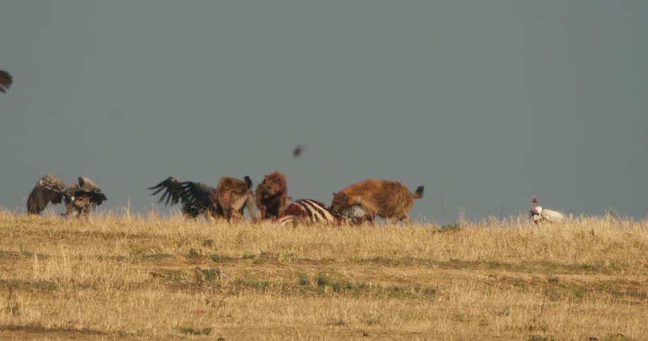 Wild dogs eating a zebra and birds around
