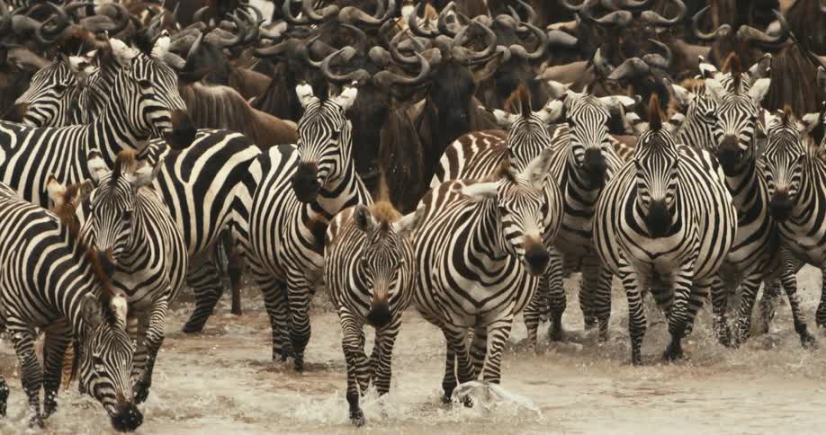 A herd of zebra enter the water