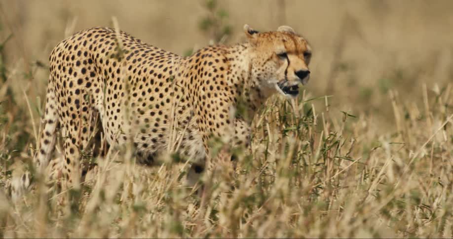 Cheetah walking on the savanna outdoors during daytime