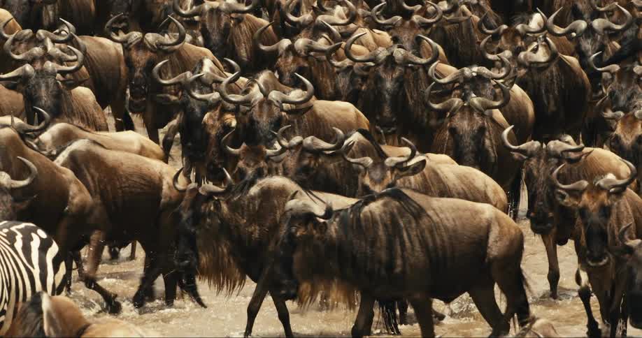 Group of wildebeest walking along a river