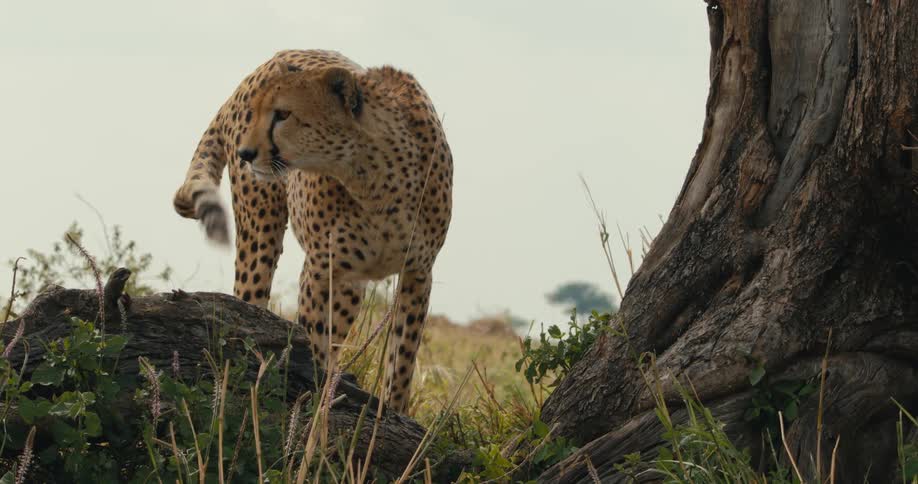 A cheetah stands near a tree in a grassy field