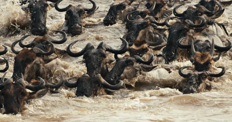 Group of wildebeest crossing a river together