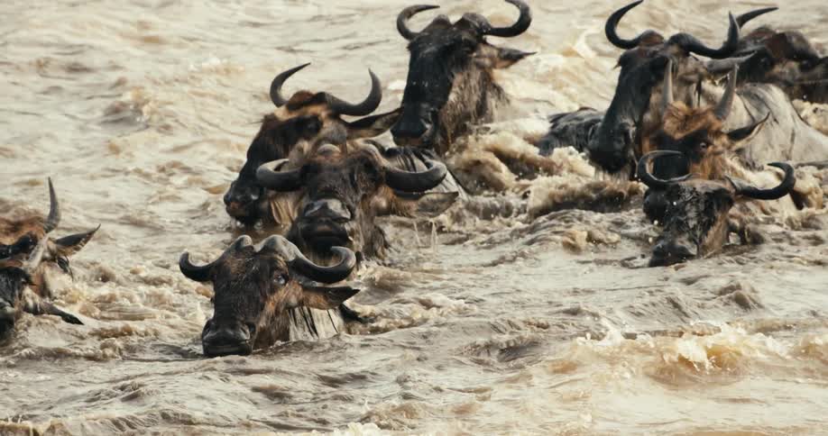 A herd of bison swim
