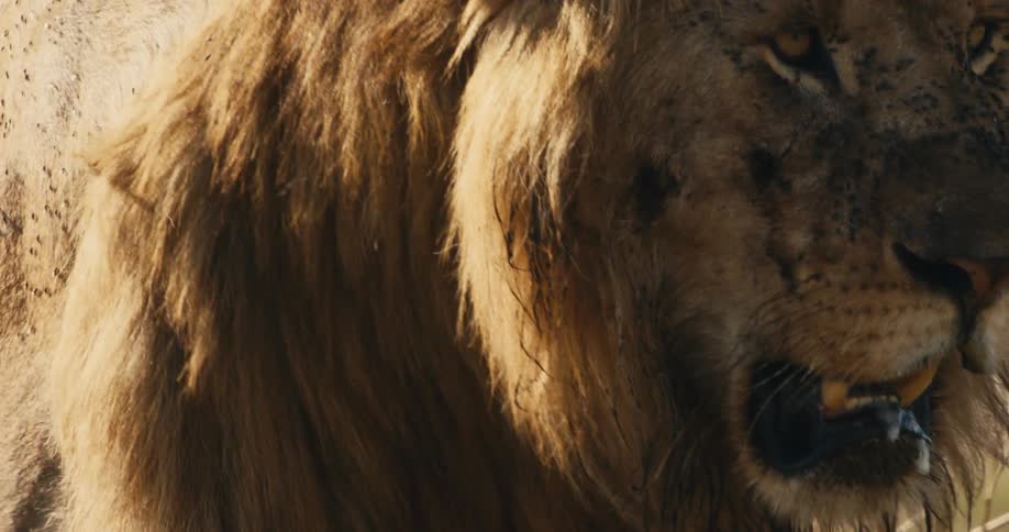 Lion walking with several mosquitoes on his face