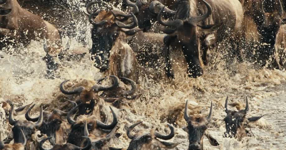 Large herd of wildebeests ford a river in a large mass