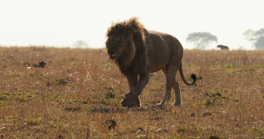 Lion walking in the jungle and a hyena in the background
