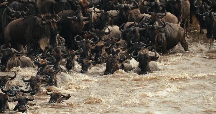 Large number of wildebeest crossing a river together through the jungle