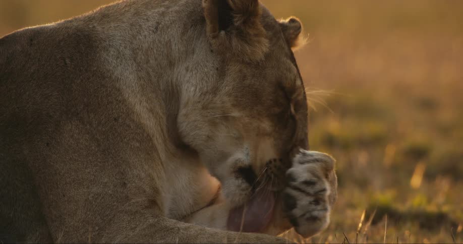 A female lion is licking her paw and running it across her face