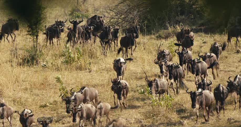 Herd of antelopes running together surrounded by vegetation outdoors during daytime