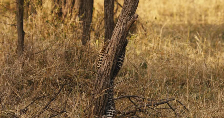 Leopard cub walking through the jungle and jumping on a tree trunk