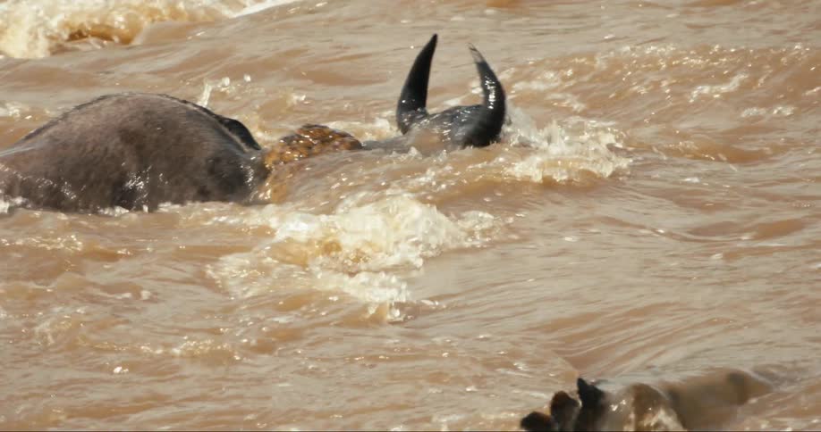 A footage of a crocodiles attack on a bull