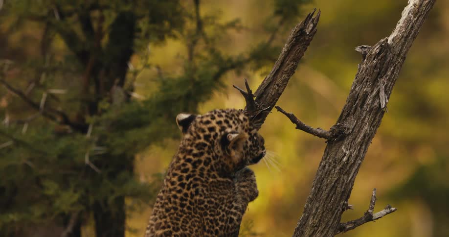 A leopard cub climbs a tree in the wild in slow motion