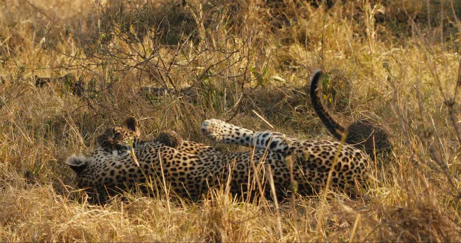 A mother leopard lies in a grassland and plays with her two cubs
