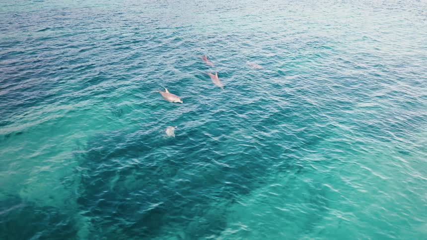 Aerial panorama of dolphins swimming in the blue ocean