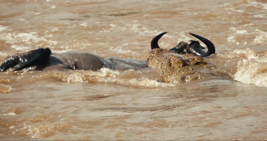 Crocodile biting and attacking an antelope on a river outdoors during daytime
