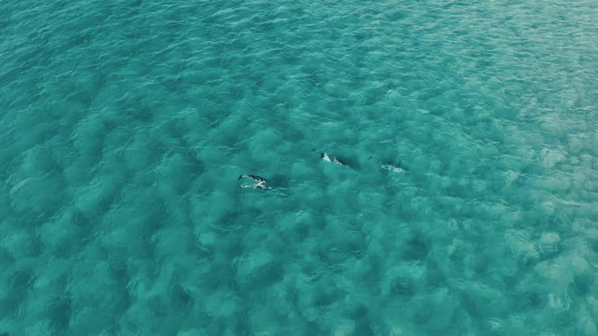 Aerial view of a pod of dolphins swimming in a turquoise ocean