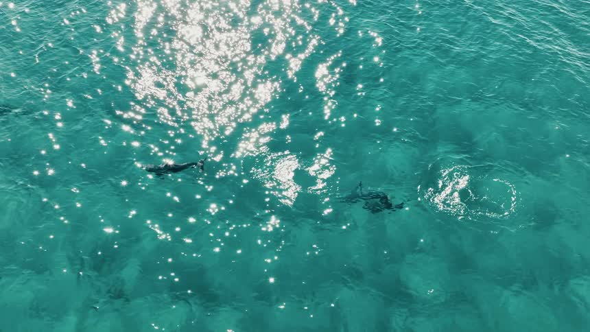 Aerial panorama of dolphins swimming in a blue sea