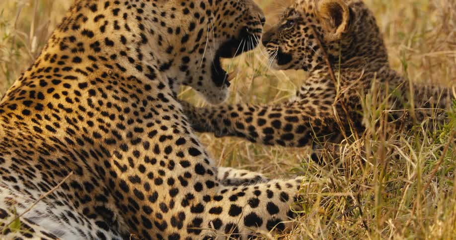 One of two leopard cubs play fights with its mother