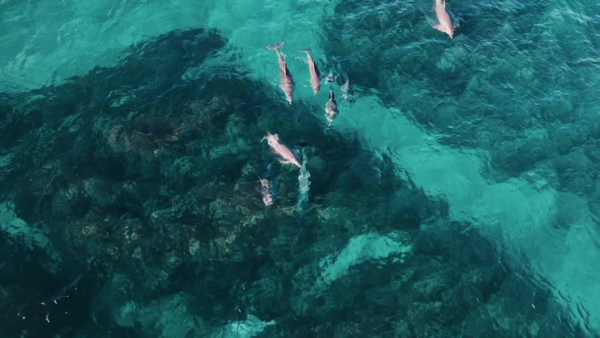 The dolphins swim under the surface of the water