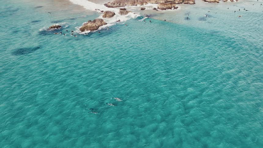 Aerial view of dolphins swimming in a turquoise ocean near a rocky coastline