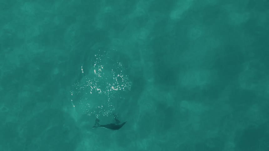 A dolphin breaches the surface of clear blue water