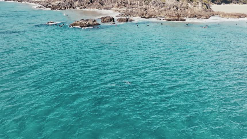Dolphins swimming in a clear turquoise ocean near a sandy beach