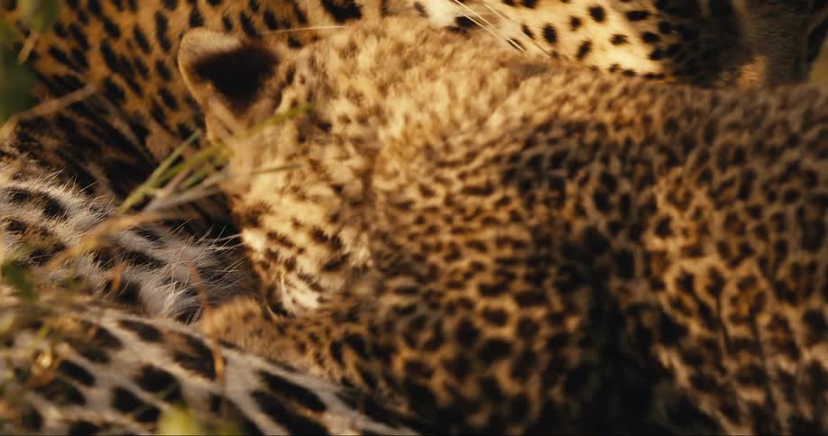 An adult leopard is licking its paw and then a cub appears and rubs itself against the adult tiger