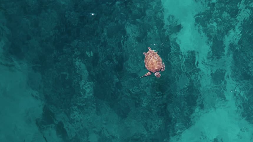 A turtle is floating in the water