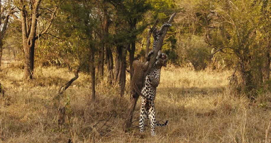 Mother leopard jumping and catching one of her cubs that is on a tree branch in the jungle