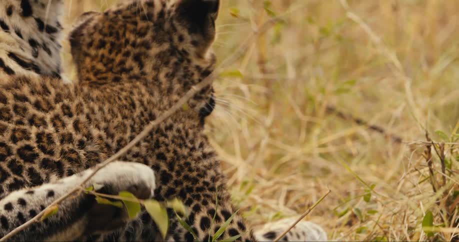 Leopard and cubs cuddle in the grass