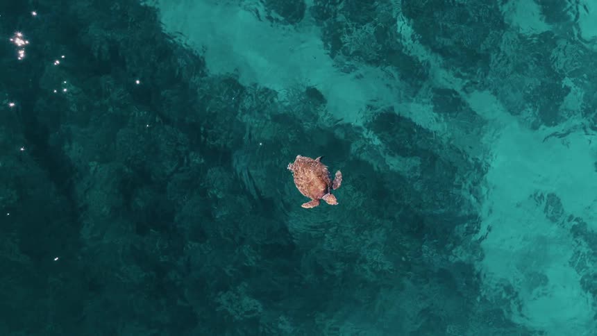 Aerial view of a turtle swimming in a turquoise sea