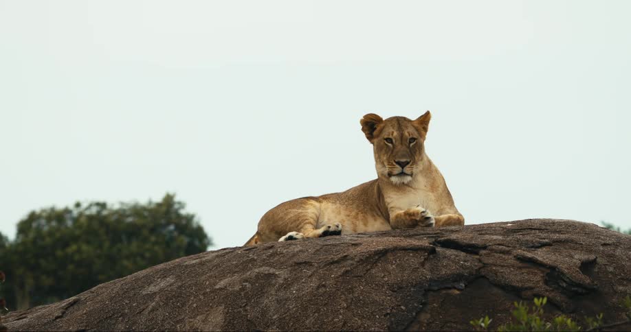 Female lion lying down on a rock outdoors next to trees and vegetation on cloudy day time