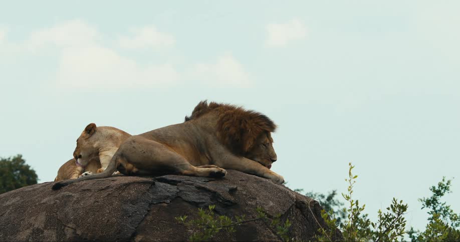 Lion and lioness lying on a rock licking their paws