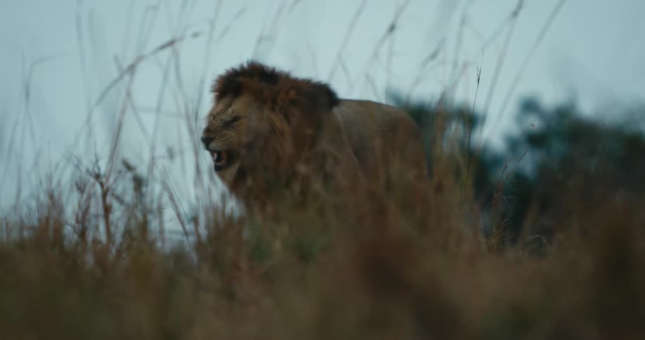 Lion walking through the jungle roaring