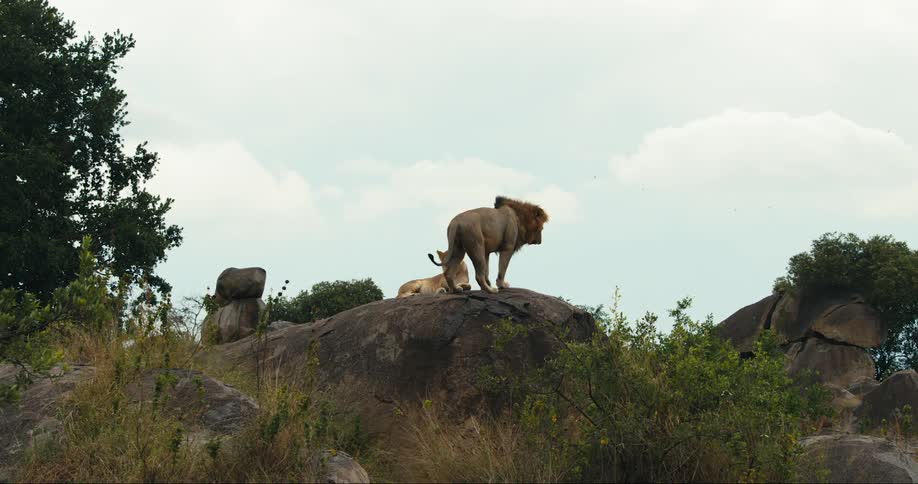 Lion laying down next to a lioness on top of a rock