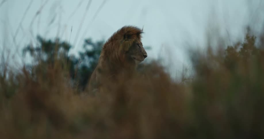 Lion walking through tall grass in the jungle