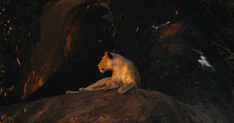 Female lion lying down on top of a rock next to trees and vegetation outdoors during dusk or dawn
