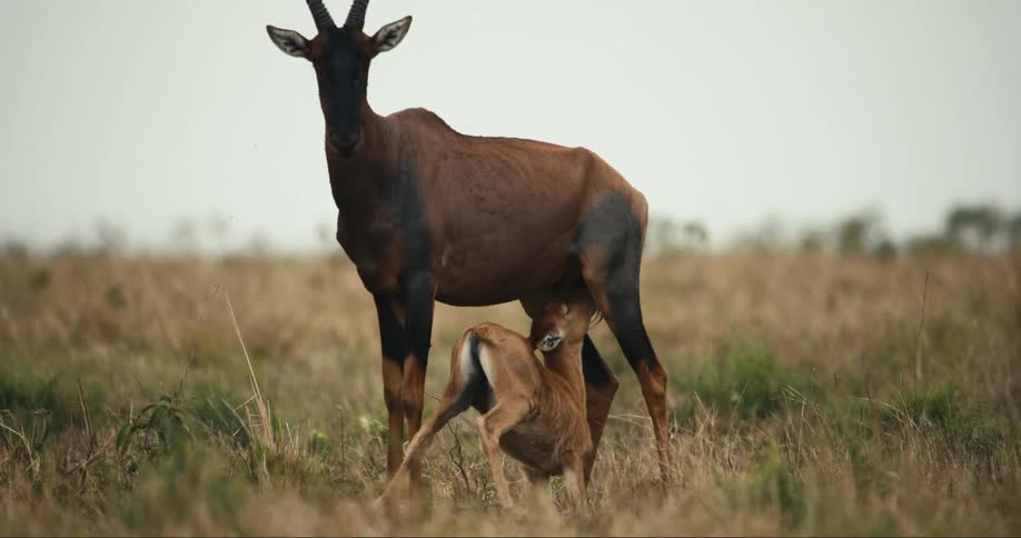 A female antelope nurses her young calf in a grassy field
