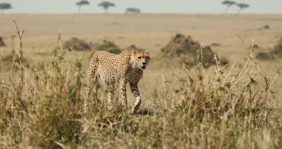 A clip of a cheetah out in the jungle
