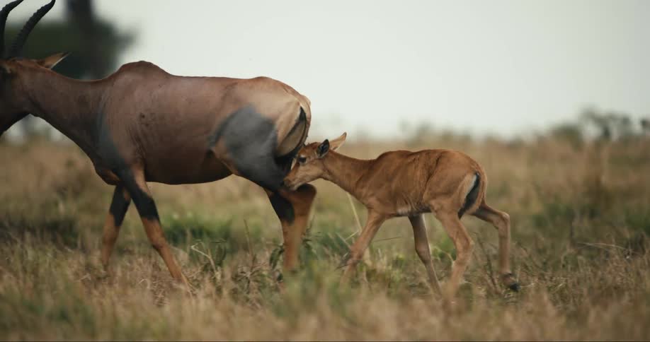 A mother antelope is seen with her young calf which is walking alongside her in a grassy field