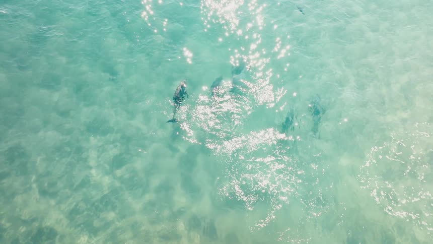 A clip of fishes swimming the sea