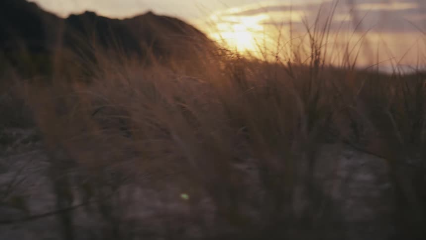 A close up clip of the grassland