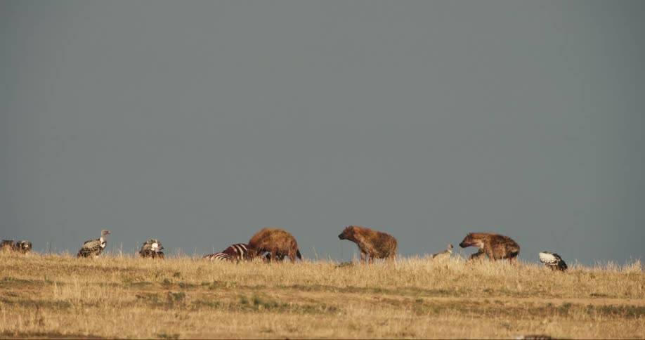 Wild dogs on a dead zebra with birds around